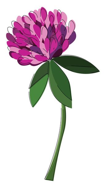 Image of clover, vector or color illustration. - Διάνυσμα, εικόνα