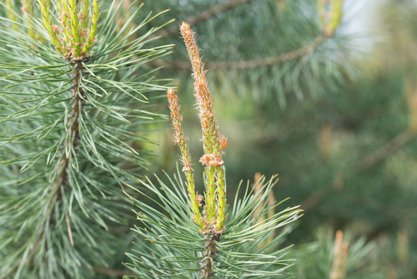 brotes de pino de primavera
  - Foto, Imagen