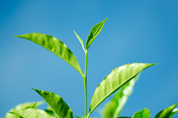 Tea Leaf with blue sky - Фото, изображение