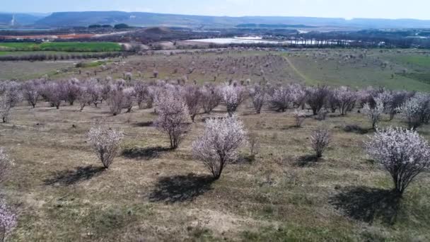 Luchtfoto van kleine bomen die groeien in rijen op boerderijvelden voor het prachtige meer, landbouw concept. Shot. Kleine towm gelegen in een vallei in een zonnige dag in de zomer. - Video