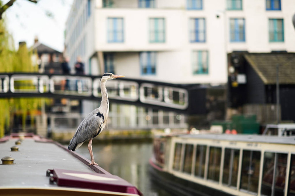 Heron ou ardea cinerea em Little Venice, Camden town, Londres, Reino Unido
 - Foto, Imagem
