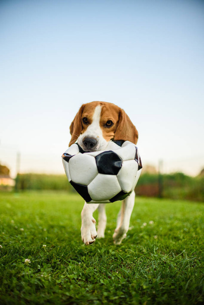 Собака бігль порожній біг з футбольним м'ячем у парку на відкритому повітрі
 - Фото, зображення