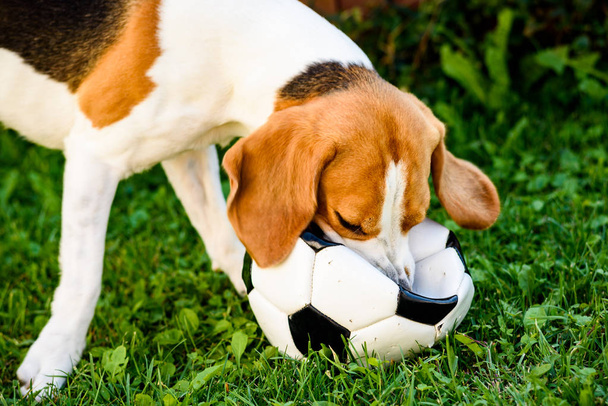 Beagle köpek çim üzerinde topu yaz günü ile oynarken - Fotoğraf, Görsel