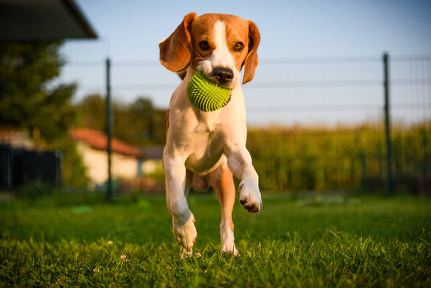 Chien beagle pure course avec une balle verte sur l'herbe à l'extérieur
  - Photo, image