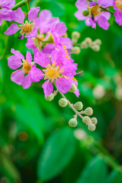 Inthanin, královnina květina, velký strom s krásným purpurovým květináčem - Fotografie, Obrázek