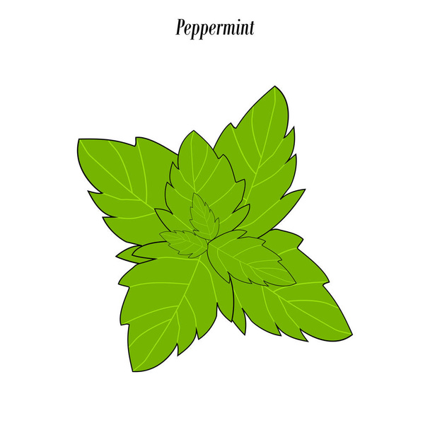 Peppermint leaf illustration - Vector, Image