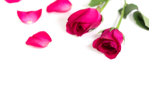 Rosa rosa con hojas aisladas sobre fondo blanco para el día de San Valentín o evento romántico. (enfoque selectivo
) - Foto, imagen