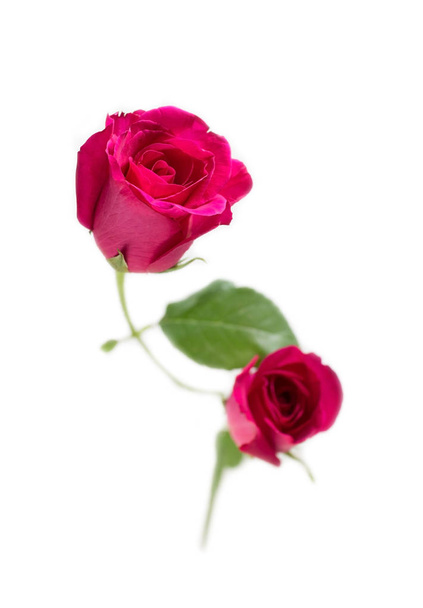 Розовая роза с листьями на белом фоне на день Святого Валентина или романтическое событие. (селективная фокусировка
) - Фото, изображение