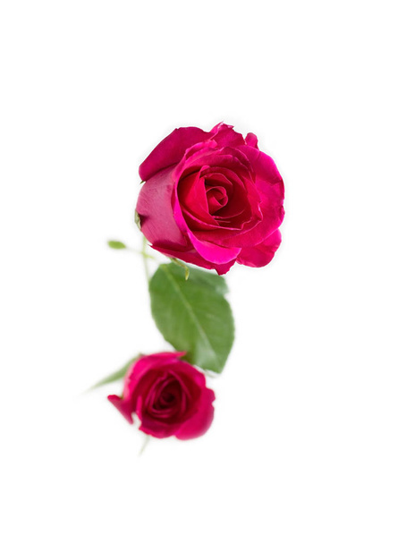 Vaaleanpunainen ruusu, jossa lehdet eristetty valkoisella taustalla Ystävänpäivä tai romanttinen tapahtuma. (valikoiva kohdentaminen
) - Valokuva, kuva