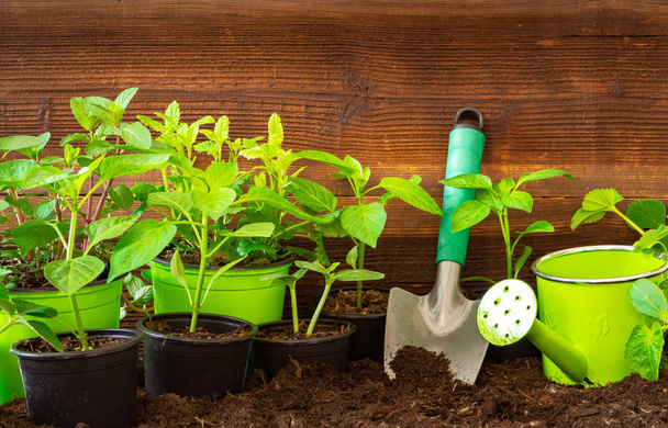 Εργαλεία κηπουρικής, Λεβάντα, rosmary, φυτά φράουλα και σπορόφυτα στο έδαφος - Φωτογραφία, εικόνα