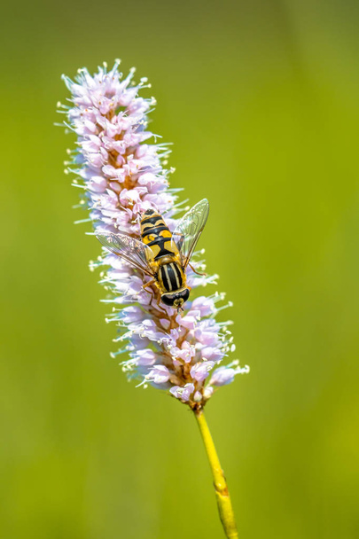 Snakeweed with hoverfly - Photo, Image