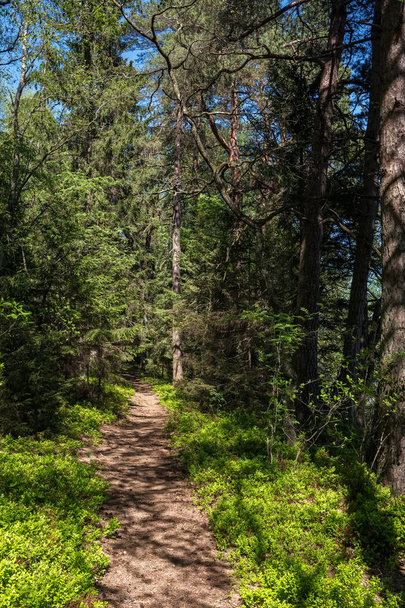Beautiful path through the pine forest - 写真・画像