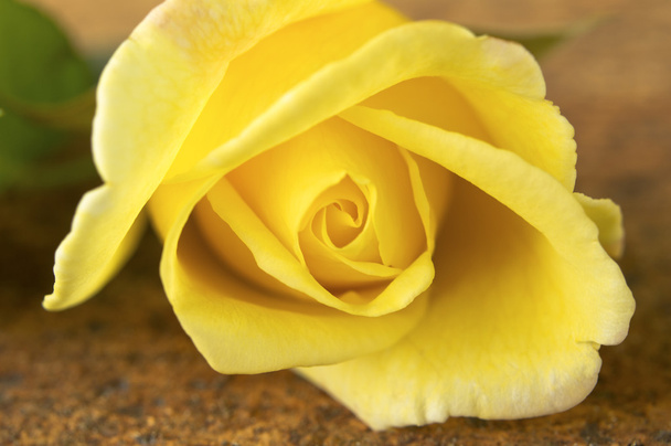 Closeup of freshly yellow rose flower - Fotoğraf, Görsel