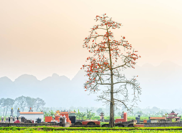 Yksinäinen Bombax Ceiba puu kukkii hautausmaalla esikaupunkialueella Ha Nam, Vietnam. Se oli niin kaunista ja yksinkertaista maaseudulla, että rakastin kotimaatani Vietnamia.
 - Valokuva, kuva