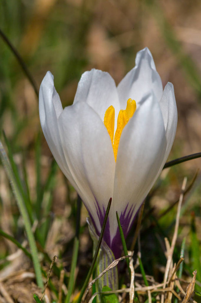 macro of spring crocus (crocus vernus) flower - Foto, Bild