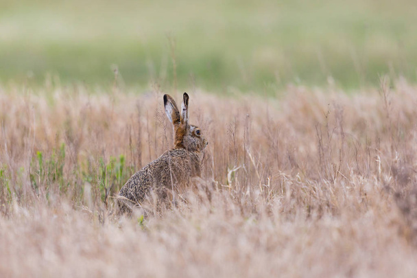 european brown hare jackrabbit (lepus europaeus) hidden in toast - Foto, imagen