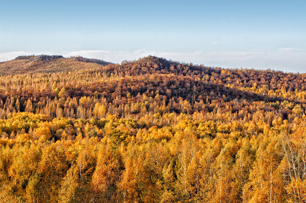 Autumn panorama of hills with yellow trees - Photo, Image
