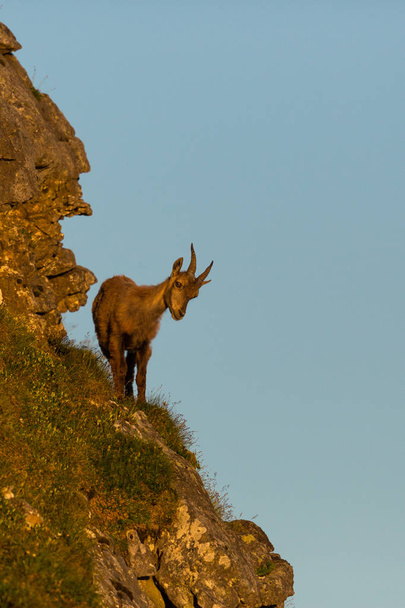young alpine ibex capricorn standing looking down on cliff - Foto, Bild