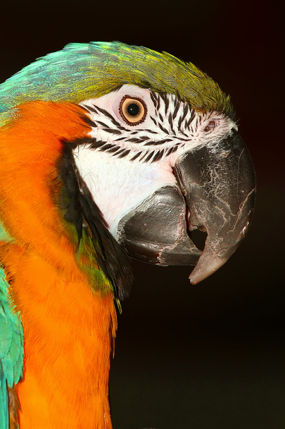 Papağan - Fotoğraf, Görsel