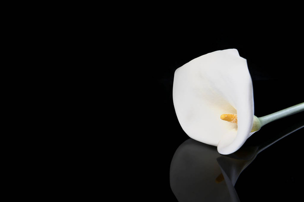 Witte Calla geïsoleerd op een zwarte achtergrond met reflectie, ruimte voor tekst - Foto, afbeelding