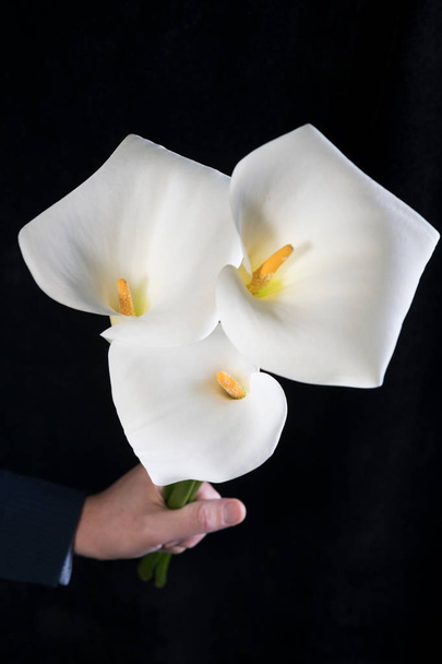 Beau bouquet de callas blancs aux mains masculines sur fond noir, orientation verticale
 - Photo, image