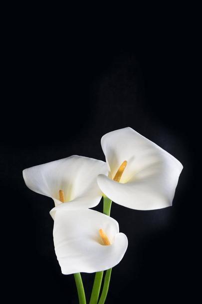 Beautiful bouquet of white callas on a black background, vertical orientation - Photo, Image