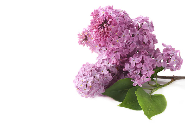 flores de color lila aisladas en blanco - Foto, imagen