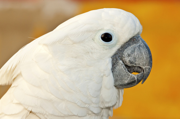 Papagájkakadu - Fotó, kép