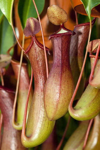 plantas carnívoras
 - Foto, Imagem