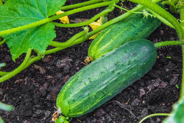 Green fresh cucumbers growing in the garden. - Photo, Image