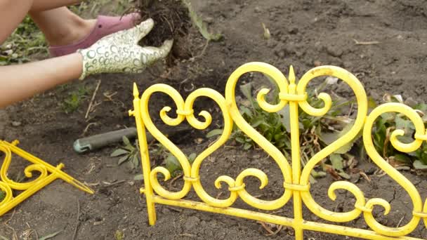 Fiatal nő kertész kesztyűvel ültetnek virágokat az ágyra, és elbarikádozzák a sárga gyönyörű kerítést - Felvétel, videó