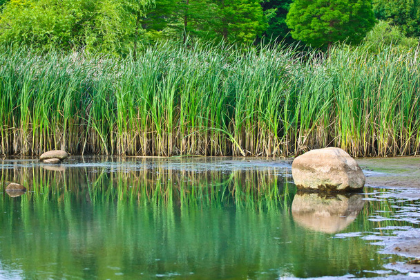 Pantanos por la mañana bajo verde en Kunming, temporada de verano
 - Foto, Imagen