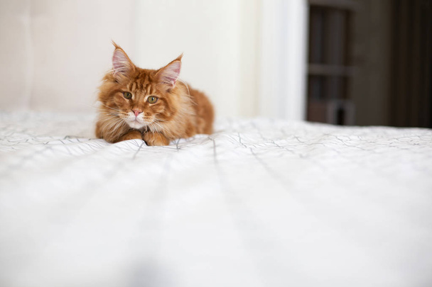 Sevimli kırmızı tabby Mainecoon kedi yavrusu beyaz yatak örtüsü üzerinde oturan. E - Fotoğraf, Görsel