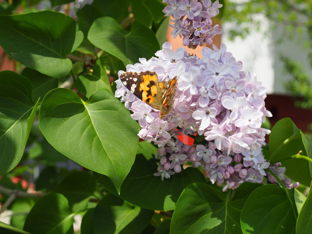 Butterfly Vanessa cardui on lilac flowers. Pollination blooming lilacs. Vanessa cardui - Photo, Image