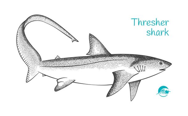 Thresher köpekbalığı elle çizilmiş illüstrasyon - Vektör, Görsel