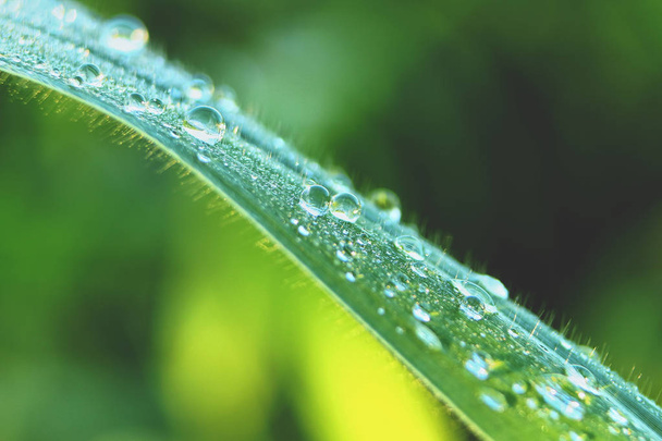Κοντινά πλάνα πράσινο γρασίδι με σταγόνες νερού μετά τη βροχή με το πρωινό φως στο φόντο της φύσης - Φωτογραφία, εικόνα