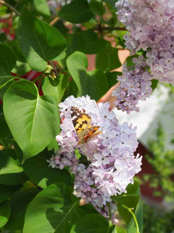Mariposa Vanessa cardui sobre flores lila. Polinización lilas florecientes. Vanessa cardui
 - Foto, imagen