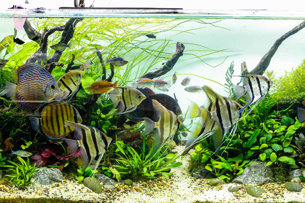 Schooling of Angelfish and Discus in Large Planted Aquarium - Photo, Image