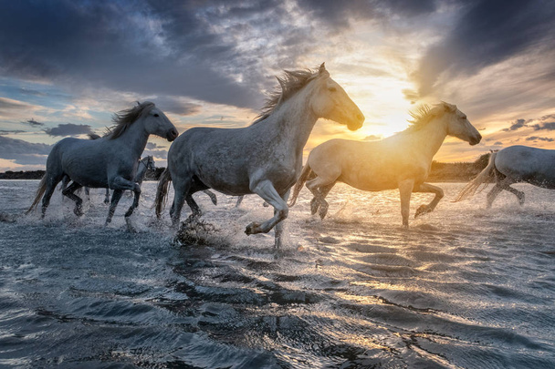 weiße Pferde in der Camargue, Frankreich. - Foto, Bild