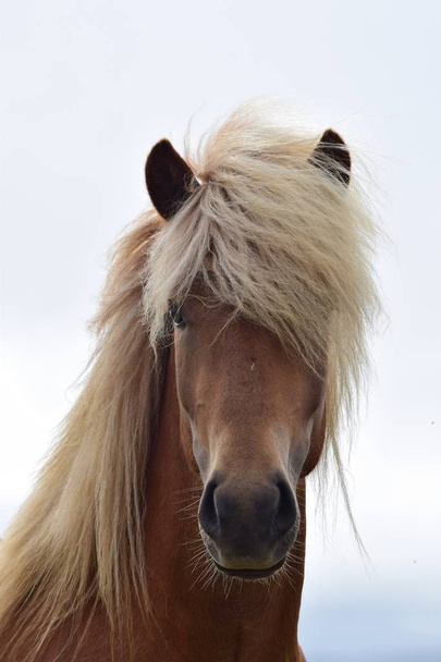 Ritratto di un bellissimo stallone islandese, castagno di lino
. - Foto, immagini