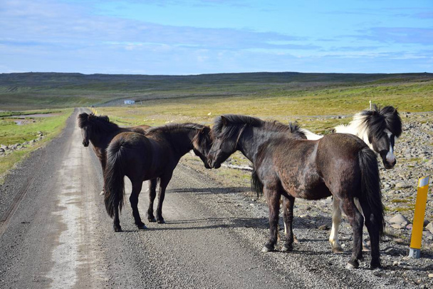 -Ban távoli részek-ból Izland szabad elvár szabad futás lovak, egyenletes-on kavics út. Az Észak-félsziget Skagi. - Fotó, kép