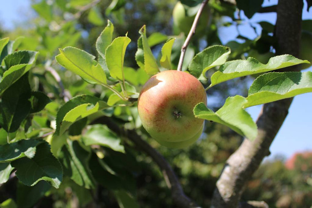 стиглі яблука на яблуні
 - Фото, зображення