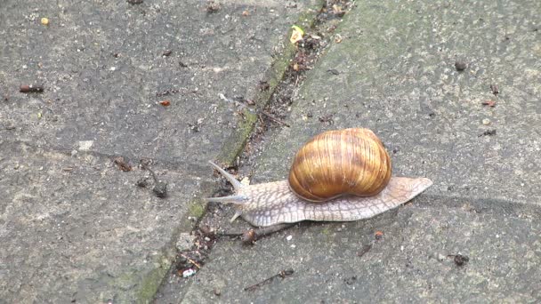 A large garden snail creeps in the park on a warm day in early spring - Footage, Video