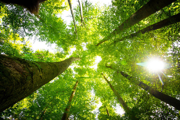 Ormandaki etkileyici ağaçlar. Taze yeşil, bahar zamanı. Alt - Fotoğraf, Görsel