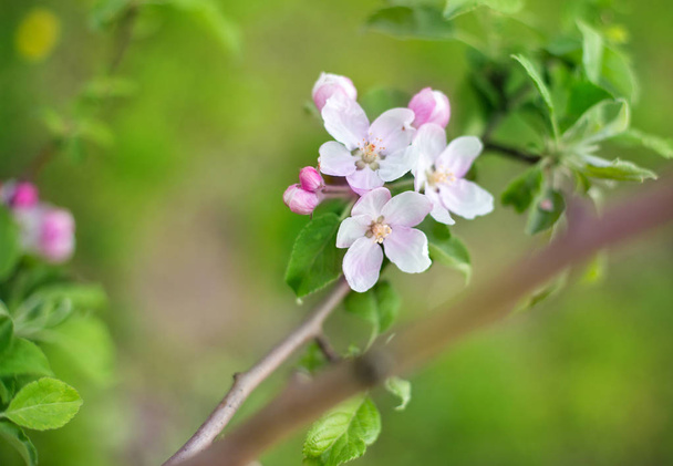 color primavera de manzana, flores abiertas y brotes en las ramas
 - Foto, Imagen