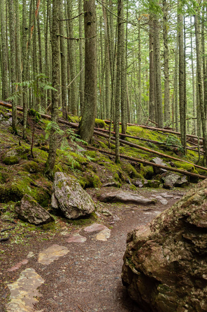 Trail Turning Through Mossy Forest - Photo, image