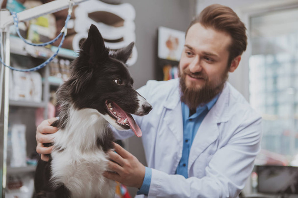 Cheerful bearded male veterinarian examining beautiful dog - Photo, Image