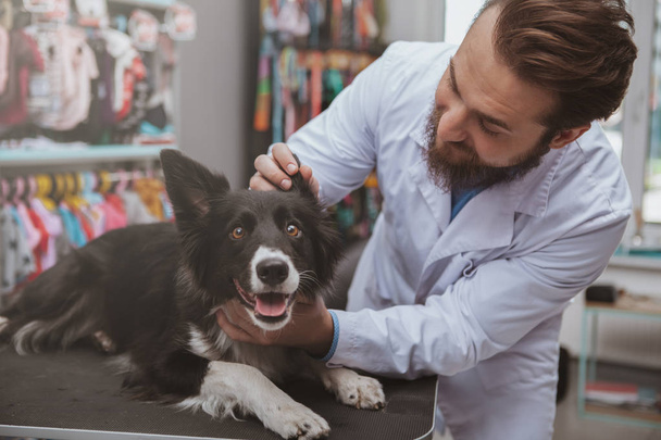 Alegre barbudo veterinario masculino examinando hermoso perro
 - Foto, imagen