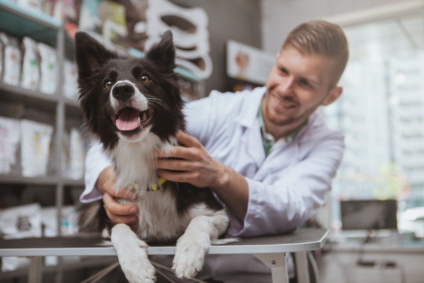 Handsome male veterinarian working at his clinic - Photo, Image