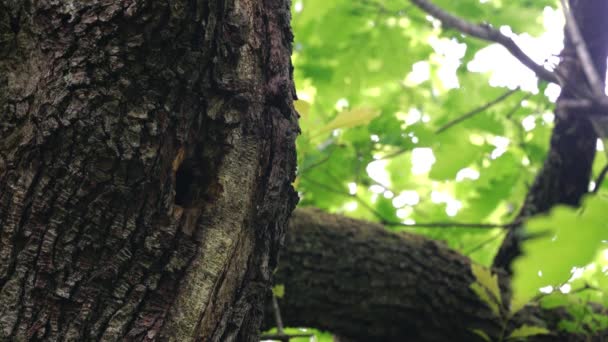 Middelste gevlekte specht (Leiopicus medius) brengt voedsel voor de kuikens om te nestelen in een boom - Video